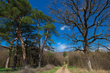 Forest. Spring  landscape
