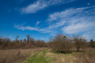 Forest. Spring  landscape