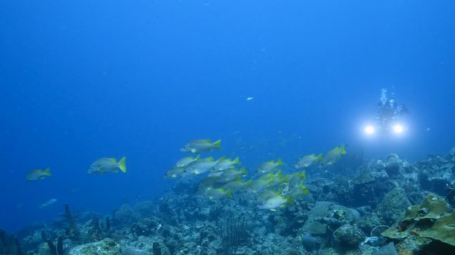 School of Schoolmaster Snapper in turquoise water of coral reef  in Caribbean Sea / Curacao
