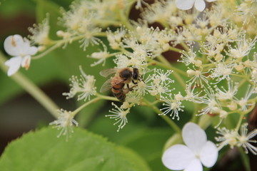 Hortnsie mit Biene