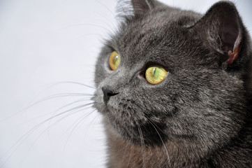 portrait of fluffy british cat on wooden background