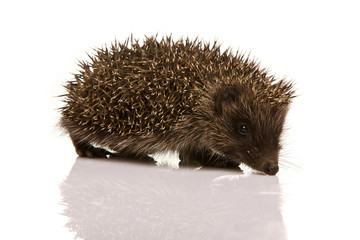 Hedgehog isolated on white background