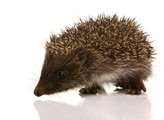 Hedgehog isolated on white background