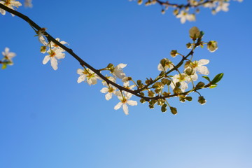 Kirschblüten im Frühling im Sonnenschein 