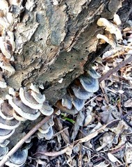 fungus on a tree