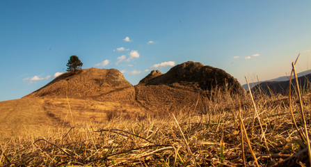 tree , rock , landscape 