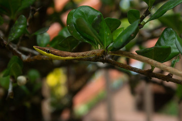 Serpiente en el follaje colombiano