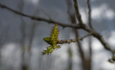 Branch of the tree with small opening leave buds against bright blue sky. Early spring when leaves are just starting to grow and morning frost has made ice crystals on leaves. Estonia, Baltic, Europe