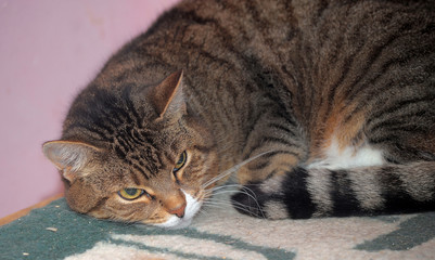 tabby European Shorthair cat