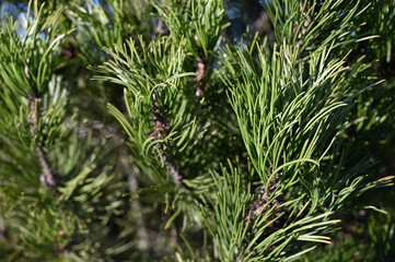 Green abstract background. Pine branch.