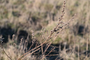 Nature landscape. Brown grass background.