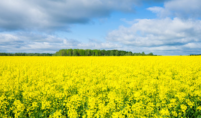 Obraz premium Brightly blooming yellow rapeseed (Latin: Brassica napus) field with cloudy blue sky background. It is the third-largest source of vegetable oil and second-largest source of protein meal in the world.