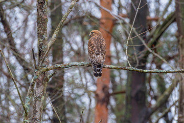 Red shouldered hawk perched on tree branching forest