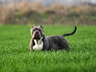 a american bully dog running on the Green field