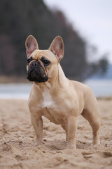 Cute french bulldog in the park outside	