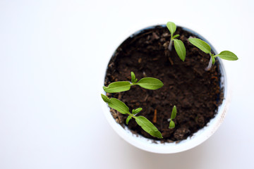 Growing tomato seedlings in plastic white round container on white background. Beautiful young tomato plants with small green leaves grow on black soil. View from above. Selective focus.