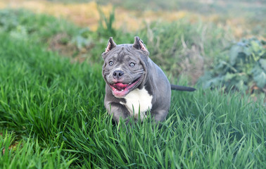 a american bully dog running on the Green field