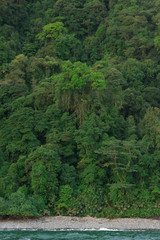 Fototapeta premium Selva junto al mar