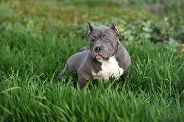 a american bully dog running on the Green field