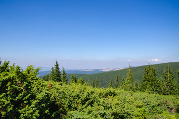 Obraz premium Scenic landscape of coniferous forest and mountains on blue sky background
