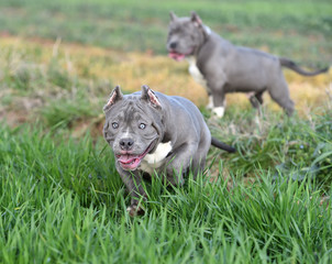 perro american bully