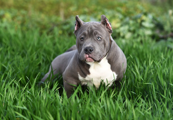perro american bully