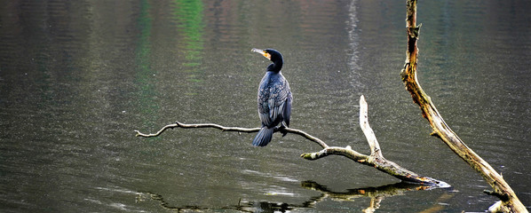 Fototapeta premium Cormoran - Etangs de Commelle - Oise - Hauts de France - France