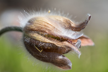 Macro photo of a closed small pasque flower (Latin: Pulsatilla pratensis) also called meadow anemone. Cute hairy flower on green field. Estonia, Europe