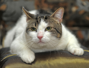 white and brown shorthair cat
