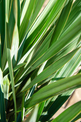 Green leaves plant yucca close up tropical background
