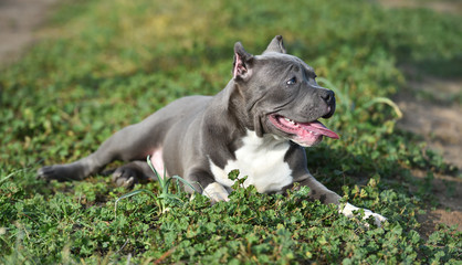 perro american bully