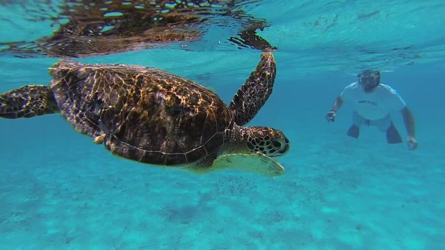 Slow motion shot of a sea turtle taking a breath with people snorkeling in the background