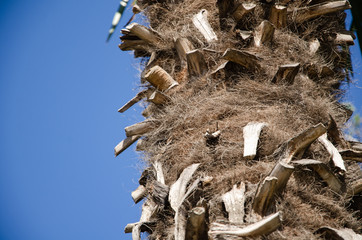 Palm tree trunk texture close up