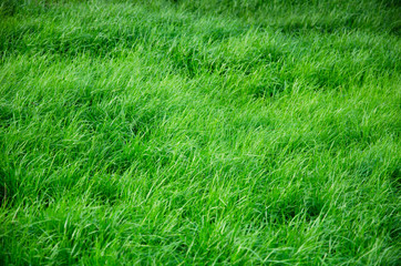 Field of vivid green grass full background