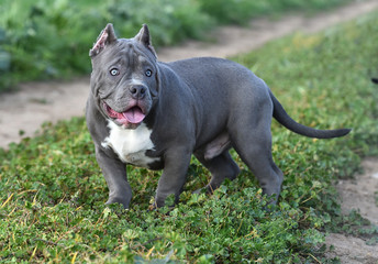 a little bully dog 