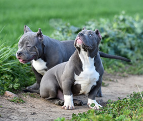 american bully dog in the green field