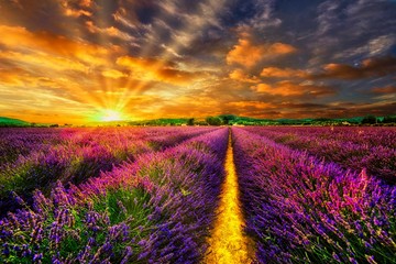 Sunset Lavendelfeld - obrazy, fototapety, plakaty