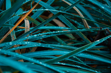 Floral background blue grass with water drops close up