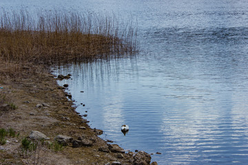 ducks on the lake