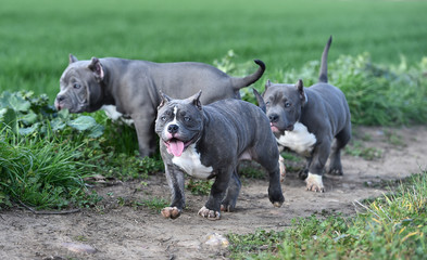 Obraz premium perro american bully
