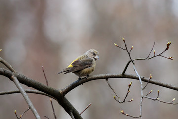 Fototapeta premium Red common crossbill loxia curvirostra female sitting on branch of bush in early spring. Cute little forest songbird in wildlife.