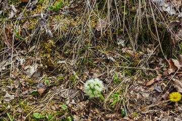 flowers in the forest