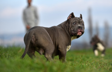 perro american bully