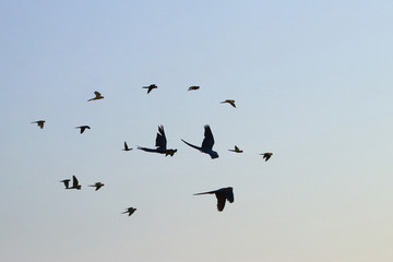 The shadow of a macaw parrots and lovebirds  are flying.