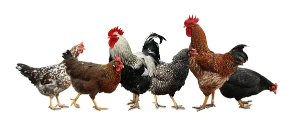 Foto auf Acrylglas Schöne Hühner und Hähne auf weißem Hintergrund © New Africa