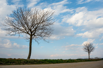 Leafless tree with blue sky and white clouds