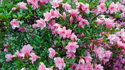 Rainy blooming pink spring azaleas.