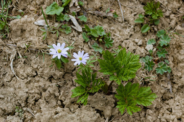 young plants in the garden