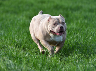 american bully dog in the green field