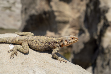 lizard, caucasian agama in the nature, close up
